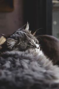 Close-up of cat sleeping