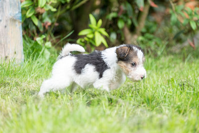 Puppy on grass