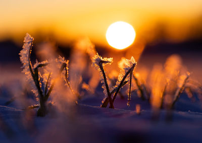 Frosty dawn. nature's icy embrace in early spring in northern europe