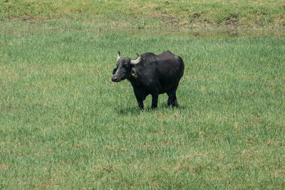 Horse standing in field