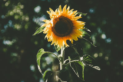 Close-up of sunflower outdoors