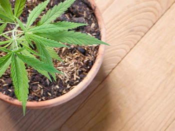 High angle view of potted plant on table