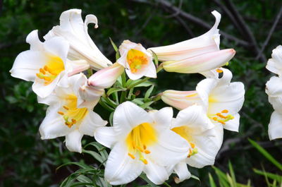 Close-up of white flowers on field