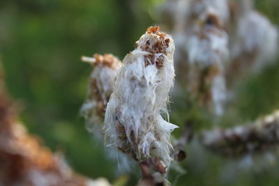 Close-up of a plant