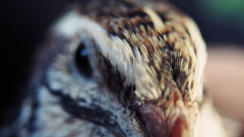 Close-up of bird