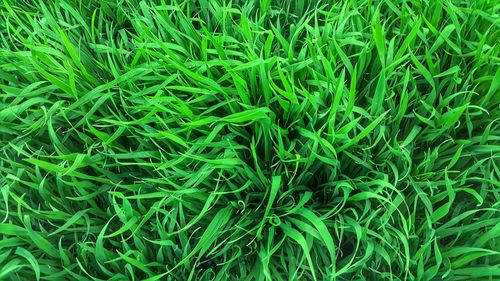 Full frame shot of fresh green field