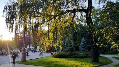 Trees in park during autumn