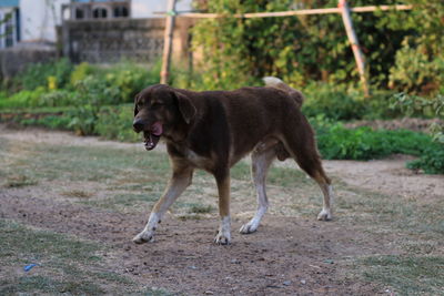 Side view of dog standing on field