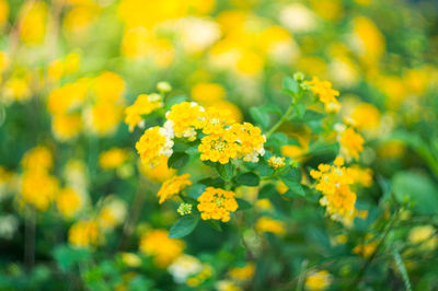 Close-up of yellow flowering plants on field