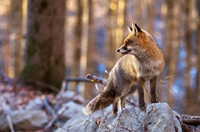 Fox on the ground