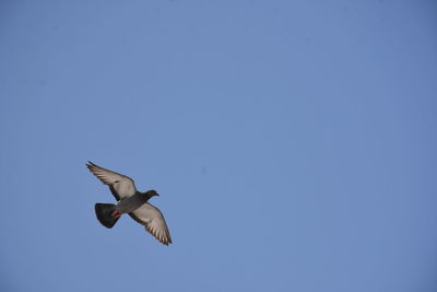 Low angle view of seagull flying against clear blue sky