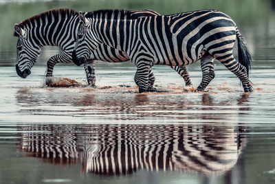 Zebras drinking water in a lake