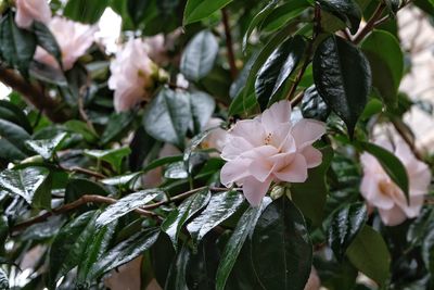 Close-up of white flowering plant