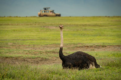 Ostrich perching on field