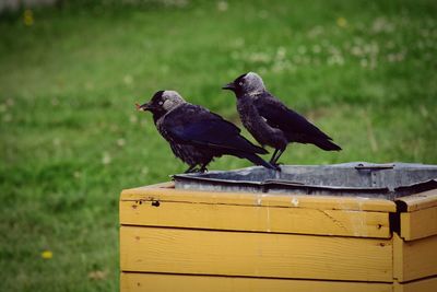 Crows perching on container at field