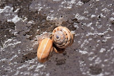 Close-up of snail