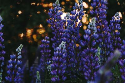 Violet lupins