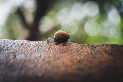 Close-up of snail on rock