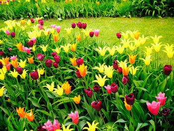 Full frame shot of yellow flowers blooming in field