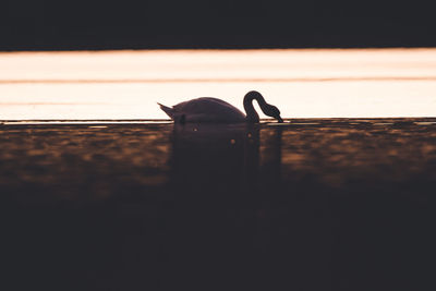 Close-up of bird on wood against sky