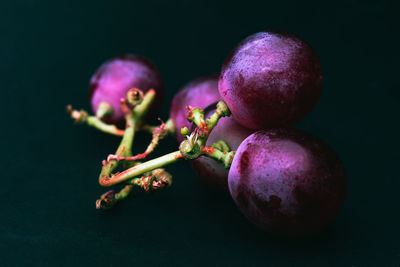 Close-up of berries over black background