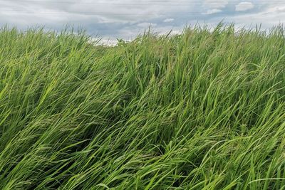 High angle view of stalks in field against sky