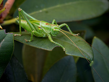 Close-up of insect on leaves