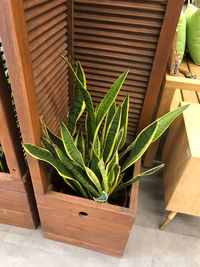 High angle view of potted plant on table
