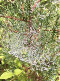 Close-up of plant against tree