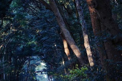 Trees in forest