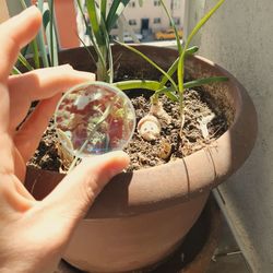 Midsection of person holding potted plant