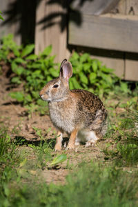 Close-up of an animal on land
