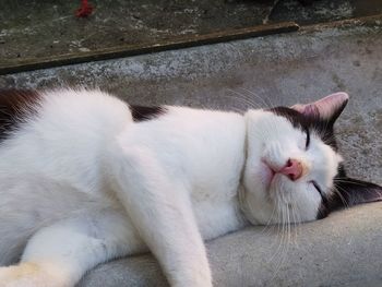 White cat sleeping