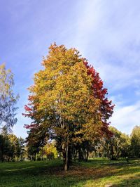 Trees on field against sky during autumn