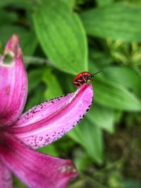 Close-up of insect pollinating on pink flower