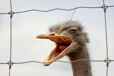 Close-up of ostrich by fence against sky