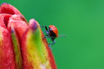 Close-up of beetle on wet red flower