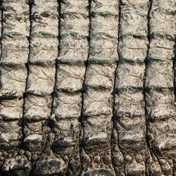 Full frame shot of tree trunk