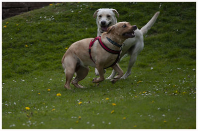 View of a dog on grass