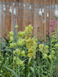 Close up of plant growing outdoors