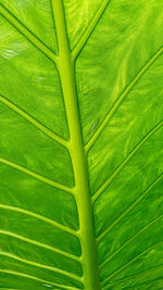 leaf