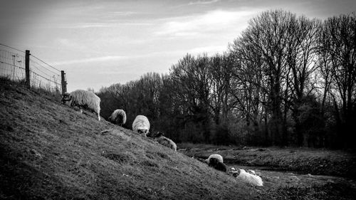 View of sheep grazing in field