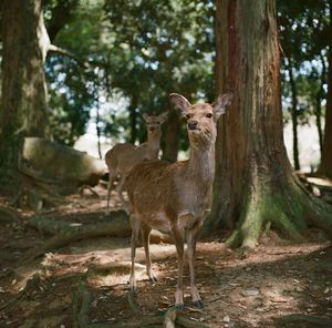 Deer standing in a forest