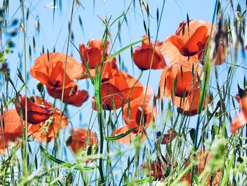 Close-up of red poppies on field against sky