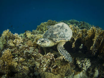 View of coral swimming in sea