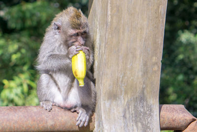 Monkey sitting on a tree