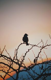 Low angle view of bird perching on a tree