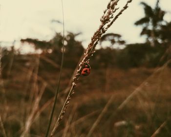 Close-up of ladybug on plant