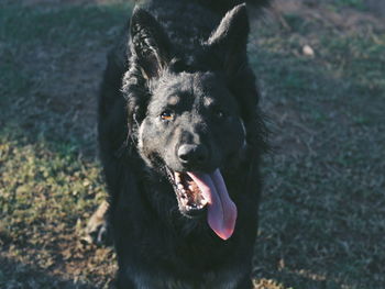 Portrait of black dog on field