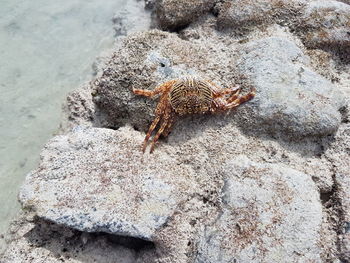 Close-up of lizard on sand at beach